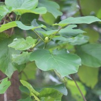 Adina cordifolia (Roxb.) Brandis